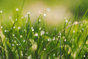 dew on grass