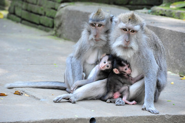 Obraz premium Monkey family in Bali Sacred Monkey Forest Temple