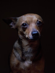 Portrait of beautiful toy terrier on a dark background.