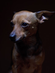 Portrait of beautiful toy terrier on a dark background.