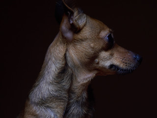 Portrait of beautiful toy terrier on a dark background.