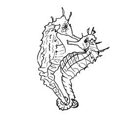 seepferde design illustriert