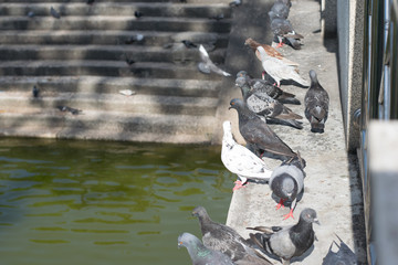 A flock of pigeons warming on the sun