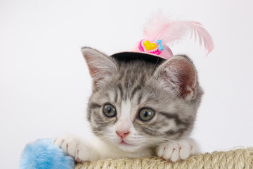 Grey the striped Scottish cat in a decorative hat with a feather