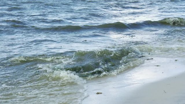 Seaweed washed up by waves on the beach of the sea.