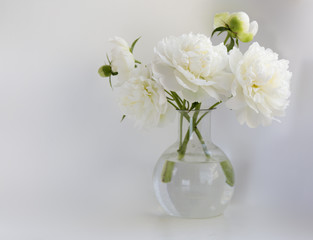 White peony in glass vase on white background