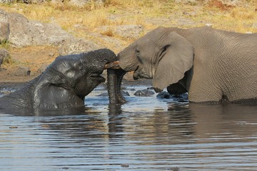 Afrikanische Elefanten (Loxodonta africana) baden im Wasserloch (Etosha Nationalpark)