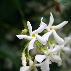 Fototapeta na wymiar Gelsomino bianco in fiore