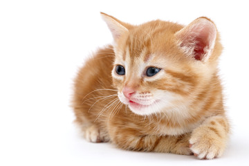 Auburn striped kitten lies on a white background.