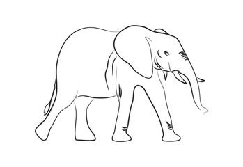 Sketch of an elephant calf