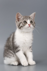 Fototapeta na wymiar Young the striped Scottish cat on gray background.