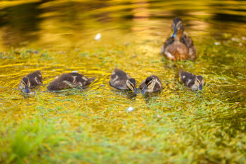 Small cute ducklings walking at the park