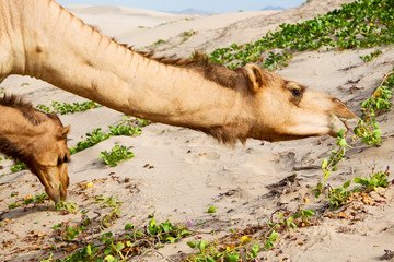 in oman empty quarter of desert a free dromedary near the  sea