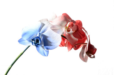 Blue, white and red orchid