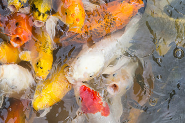 Obraz na płótnie Canvas carp feeding