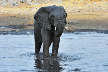 Afrikanischer Elefant (Loxodonta africana) am Wasserloch im Etosha Nationalpark