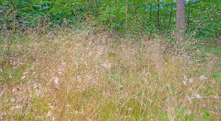 Forest in sunlight in summer