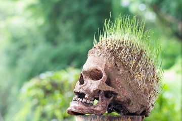 Grow green wheat seedling on head of skull