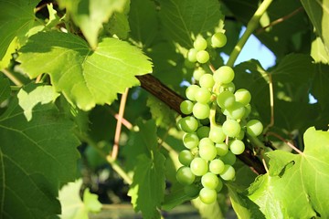 Grape harvesting in autumn orchard.