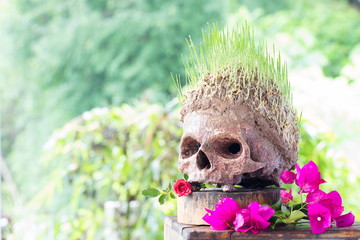 Grow green wheat seedling on head of skull