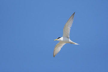 コアジサシ(Little Tern)
