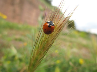 Ladybug on the grass