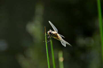 Libelle