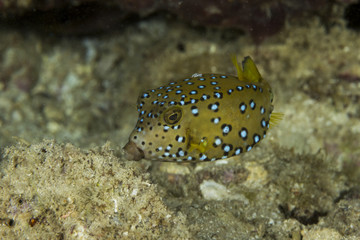 Fototapeta na wymiar Juvenile boxfish, Mozambique