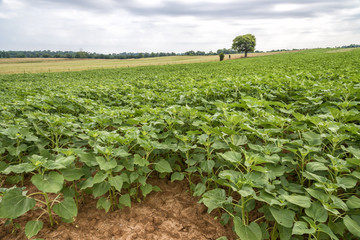 Fototapeta na wymiar Sunflower Crop In Early Stages In Field