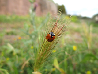 Ladybug on the grass