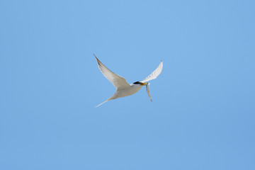 コアジサシ(Little Tern)