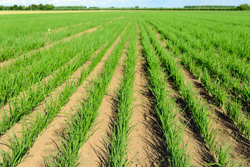 Long rows of young onion plants on a large field