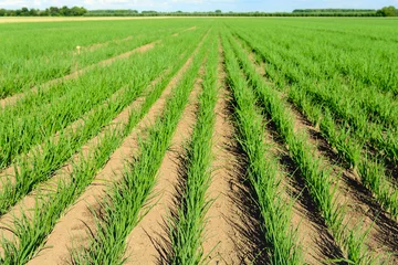 Crédence de cuisine en verre imprimé Campagne Long rows of young onion plants on a large field
