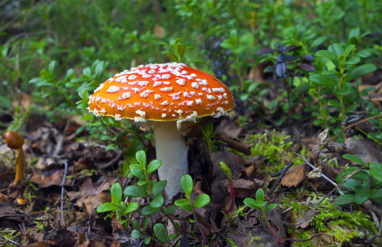Poisonous red mushroom.