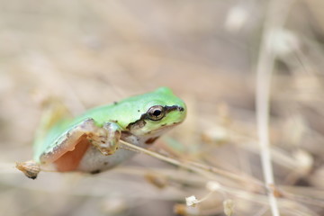 枯草にしがみつくカエル