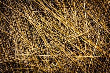 dry grass background