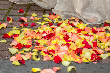 Rosenblätter bunt