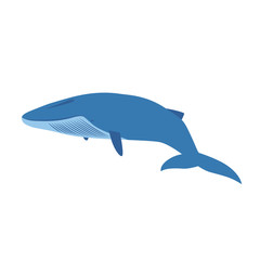 Fototapeta premium big blue whale isolated on white background
