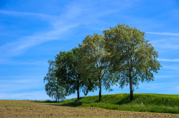 TREES AND LANDSCAPE