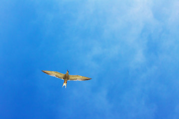 Gull Cormorant in the blue sunny sky background
