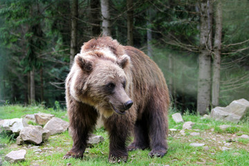 Fototapeta na wymiar Bear in the Woods