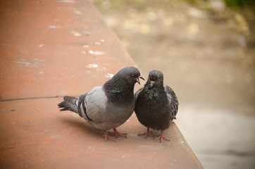 pigeon looks after a female