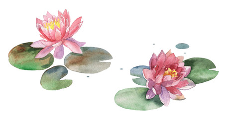 watercolor lily - 115310416