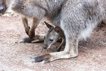 Naklejka premium Baby kangaroo between its mother legs