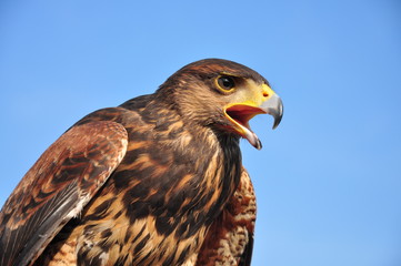 Lo sguardo attento di uno splenddo esemplare di Falco di Harris nelle campagne del nord italia.