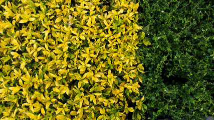 Yellow and Green Leaves on The Ground