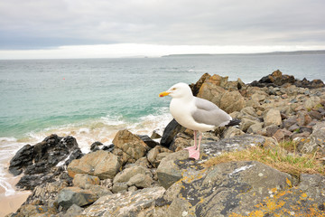 Küste in Cornwall 