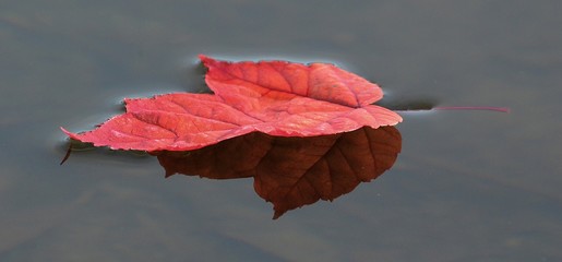Colorful Red Maple Leaf on the Water
