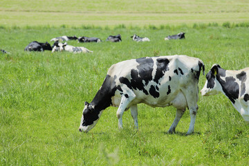 放牧中の乳牛　Milk cow