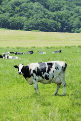 放牧中の乳牛　Milk cow